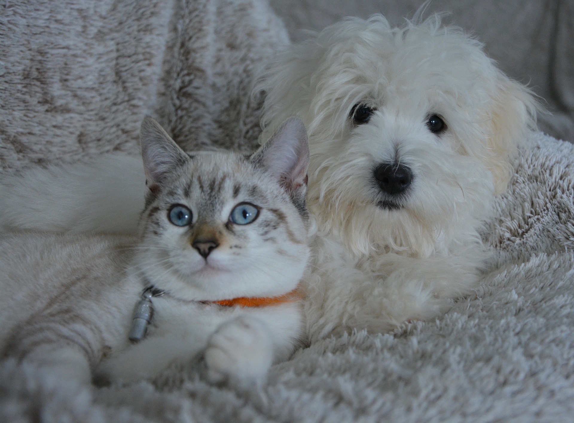 犬と猫は仲良しになれる？ 一緒に暮らすための3つのポイント