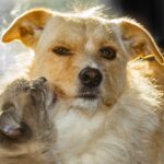 犬と猫は仲が悪い? 仲が悪くなる原因とケンカになる時のサイン