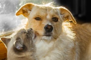犬と猫は仲が悪い? 仲が悪くなる原因とケンカになる時のサイン