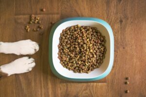 犬の餌とは?餌のさまざまな種類と手作りの方法