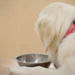 愛犬がごはんを食べないのはわがまま?