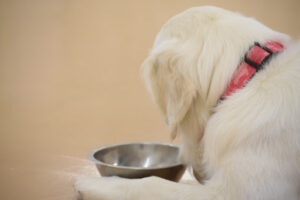 愛犬がごはんを食べないのはわがまま?