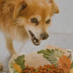 愛犬がドッグフードを食べない?原因と4つの対応方法