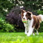 犬の去勢手術のおすすめの時期は?発情期の問題行動を防ぐには?