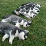 シベリアンハスキーの赤ちゃんをどのように育てる?ハスキー犬の成長過程