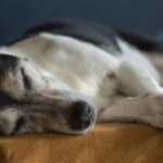犬も認知症になる?なりやすい犬種と年齢