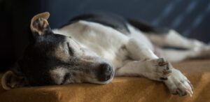 犬も認知症になる?なりやすい犬種と年齢