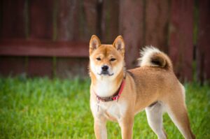 柴犬につける名前は?失敗しない名前の付け方を解説