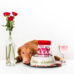 愛犬のご飯を手作りしたい人へ!失敗しない3つのポイント