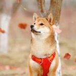 柴犬のトリミングのやり方は?必要なタイミングと正しいやり方