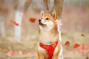 柴犬のトリミングのやり方は?必要なタイミングと正しいやり方