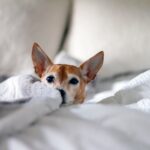 犬の耳垢どうしてる? 掃除は必要? 正常な耳垢と注意が必要な耳垢の特徴