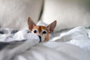 犬の耳垢どうしてる？ 掃除は必要？ 正常な耳垢と注意が必要な耳垢の特徴