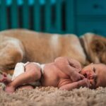 犬が赤ちゃんを守る!関係性と気をつける4つのポイント