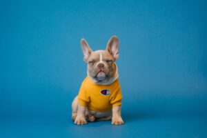 【最新】フランス語の犬の名前。かっこいい&おしゃれなつけ方ガイド