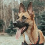 耳の動きで分かる愛犬の気持ち。怒っている? 喜んでいる?