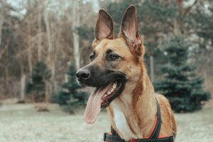耳の動きで分かる愛犬の気持ち。怒っている? 喜んでいる?