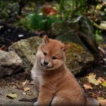 かわいい柴犬の赤ちゃんをどのように育てる?柴犬の成長過程