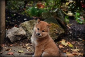 かわいい柴犬の赤ちゃんをどのように育てる?柴犬の成長過程