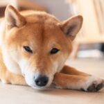柴犬にヘアカットは必要? 正しい手入れの方法