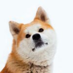 秋田犬の赤ちゃんをどのように育てる?秋田犬の成長過程