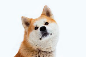 秋田犬の赤ちゃんをどのように育てる?秋田犬の成長過程