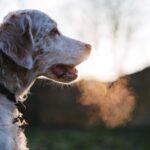 犬の息が荒いのは深刻な問題?原因と対処法