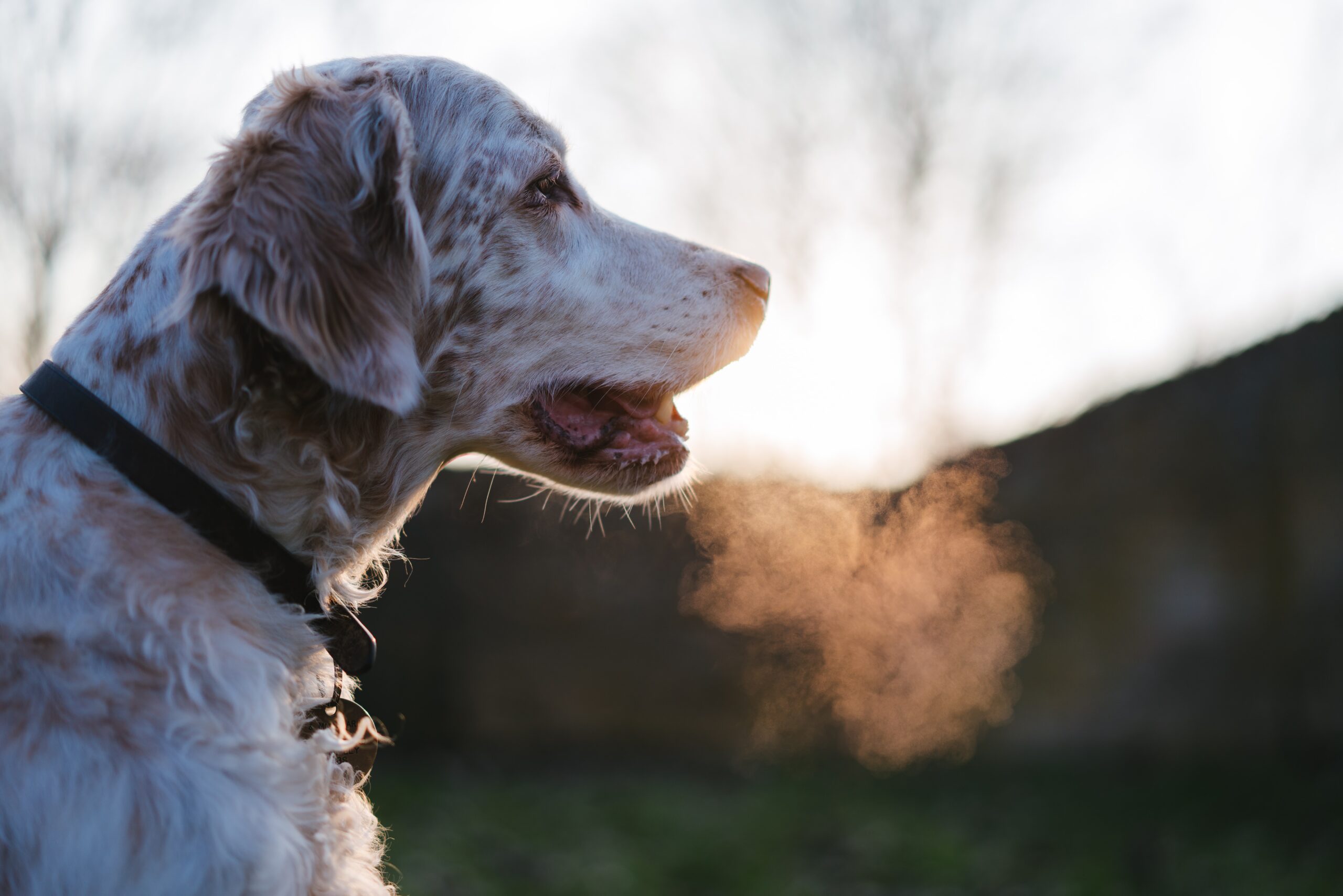 犬の息が荒いのは深刻な問題？原因と対処法