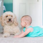 犬と赤ちゃんの関係性。犬が危害を加えることはあるのか?