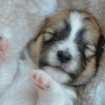 子犬の睡眠時間を月齢別に解説。眠らない時の対処法は?
