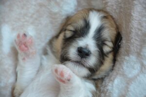 子犬の睡眠時間を月齢別に解説。眠らない時の対処法は?