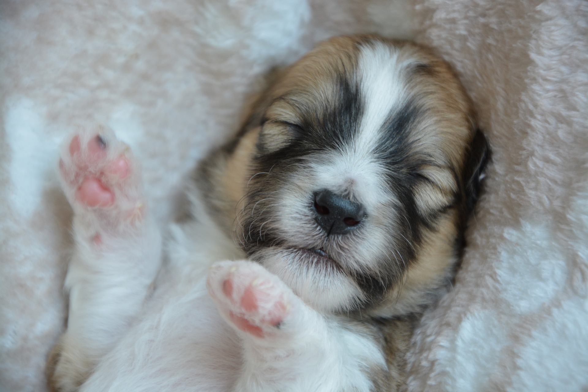 子犬の睡眠時間を月齢別に解説。眠らない時の対処法は？