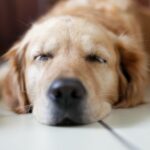 犬に必要な睡眠時間はどのくらい?質の良い睡眠をとるための3つのポイント