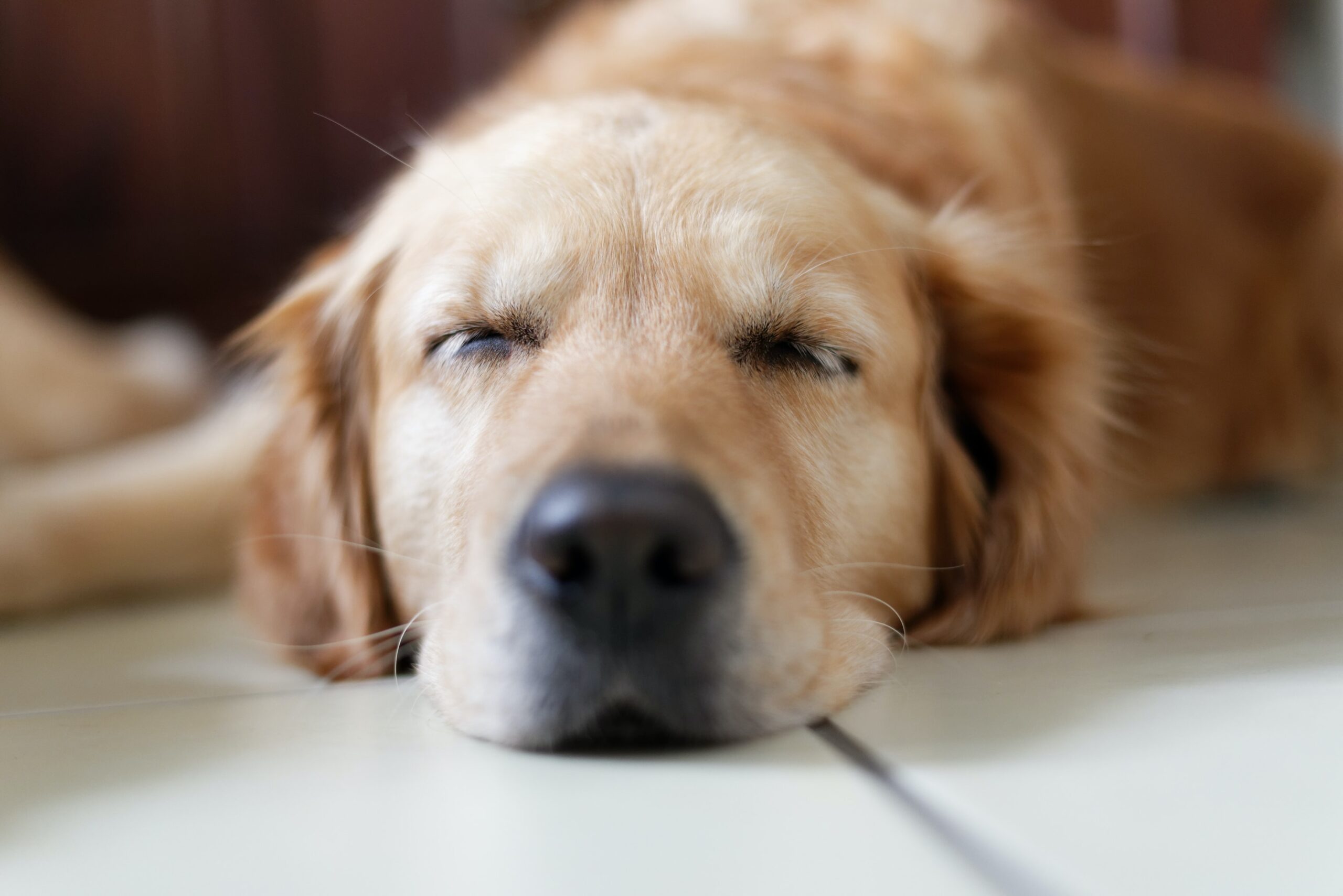 犬に必要な睡眠時間はどのくらい？質の良い睡眠をとるための3つのポイント