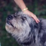 【トリマーが教える】犬のトリミングはどうする?自分でやる方法とサロンに行くべきポイント