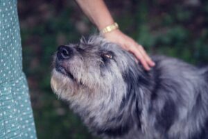 【トリマーが教える】犬のトリミングはどうする?自分でやる方法とサロンに行くべきポイント