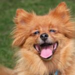 犬のかわいい画像はどこで見れる? かわいい写真の見つけ方