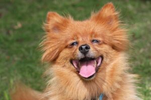 犬のかわいい画像はどこで見れる? かわいい写真の見つけ方
