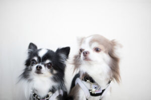 犬の耳掃除、しっかりやってますか? 耳掃除のやり方と注意点!
