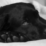犬の風邪の特徴。人にはうつる?予防方法を解説