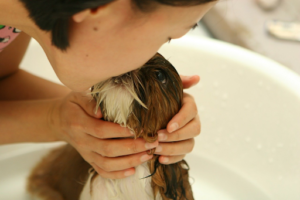 【犬のお風呂】最適な頻度と入れ方を解説!