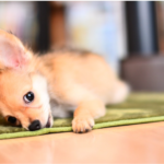 子犬がごはんを食べない時の対処法