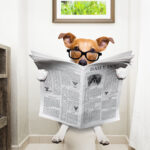 オシャレな犬のトイレを探している人必見。探し方と選ぶポイント