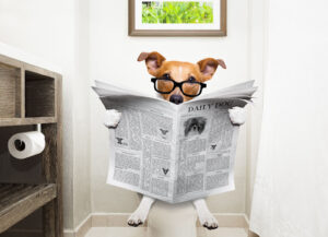 オシャレな犬のトイレを探している人必見。探し方と選ぶポイント