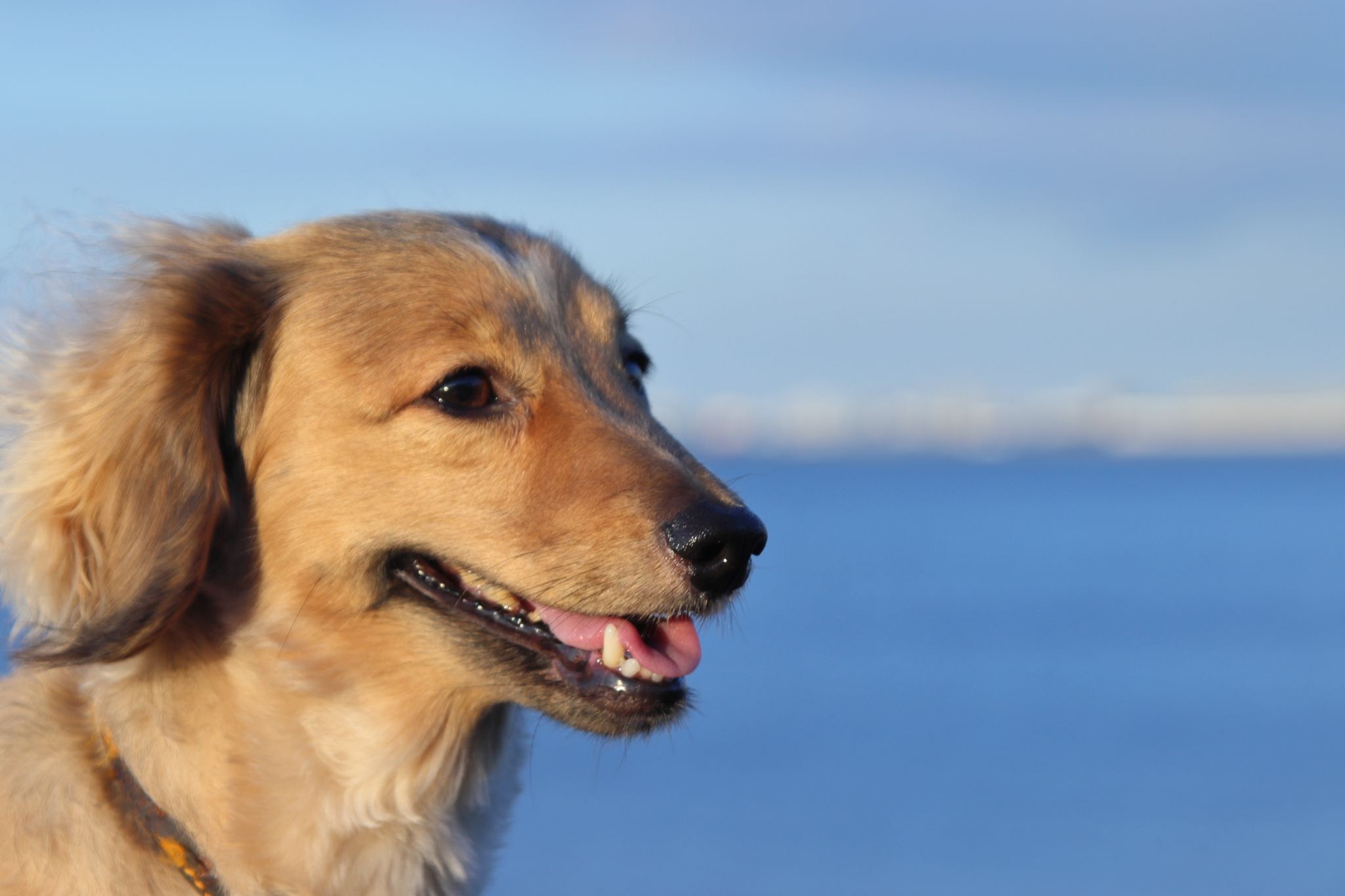 オスにおすすめ かっこいい犬の名前