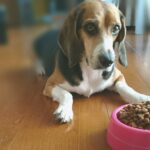 【獣医おすすめ】ドッグフードの選び方!愛犬にぴったりのフードを!