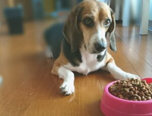 【獣医おすすめ】ドッグフードの選び方!愛犬にぴったりのフードを!