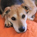犬・猫の殺処分の現状、そして課題
