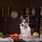 グルテン（グレイン）フリーのドッグフードって？ メリット・デメリットは？