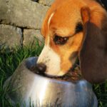 引っ越しをしてから犬がご飯を食べない。ストレスによる食欲減退は急がないで!